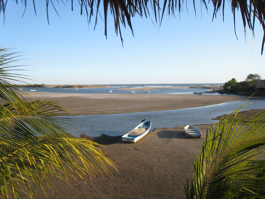 mangrove